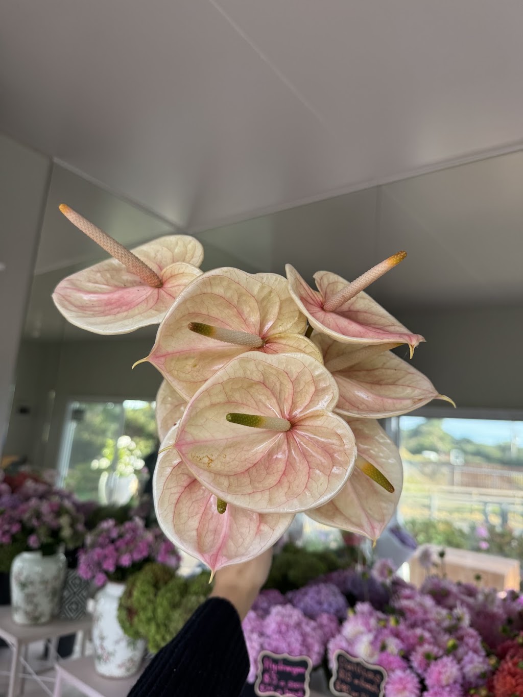 Flora By Maxiflora | 1 Samuel Amess Dr, Newhaven VIC 3925, Australia | Phone: 0403 184 134