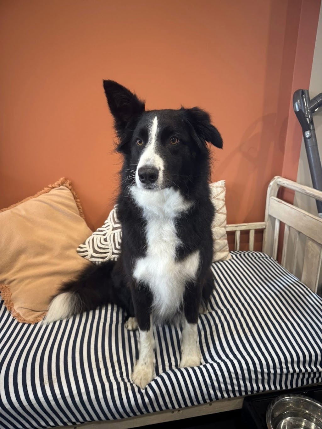 Guapo Puppo Dog Grooming | 58 Willcox Ave, Singleton Heights NSW 2330, Australia | Phone: 0434 632 455