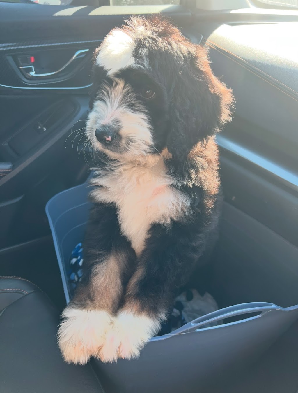 Bernedoodles & Groodles Australia - Coastal Groodles | Monaro Hwy, Cooma NSW 2630, Australia | Phone: 0416 024 430