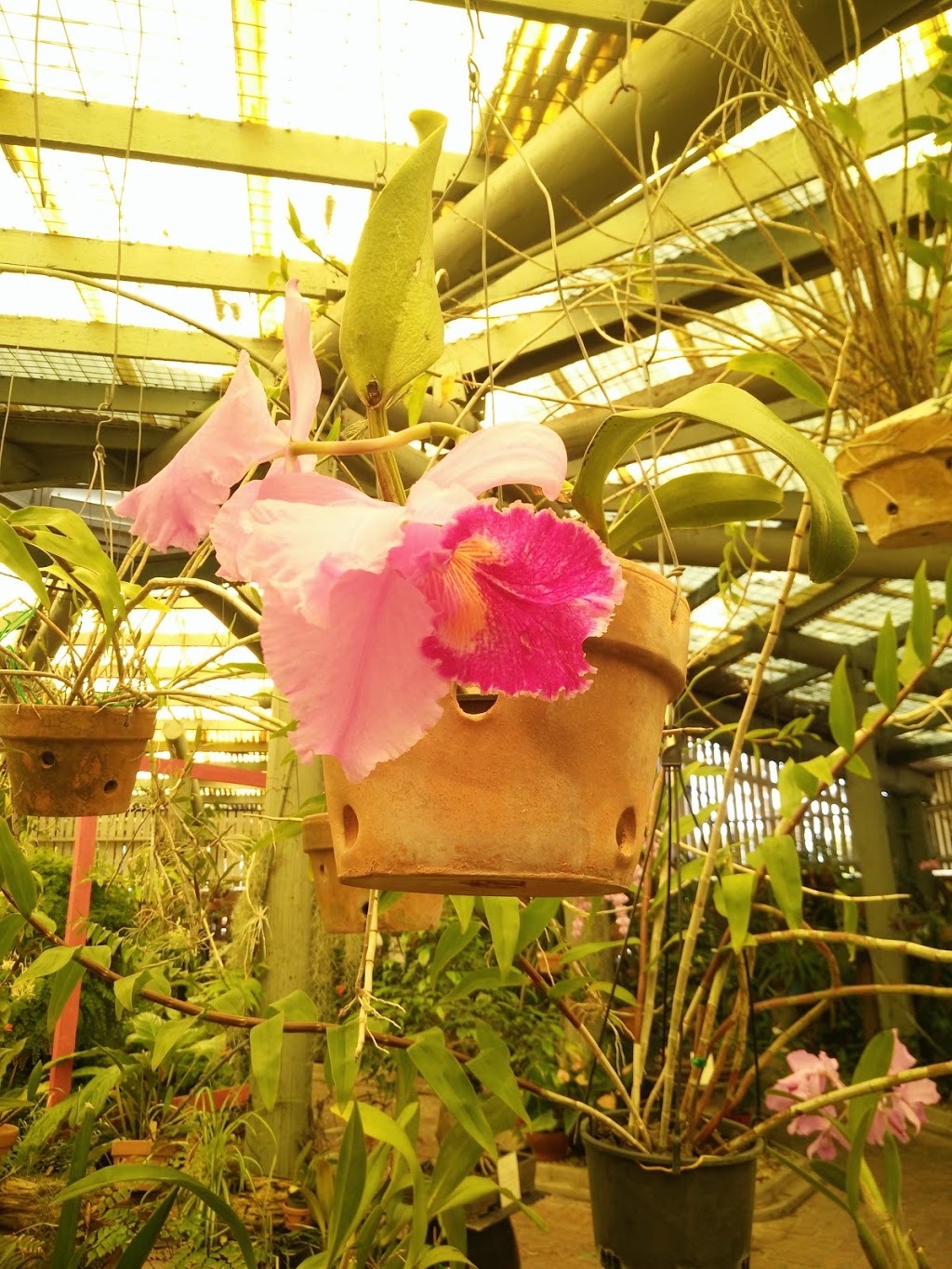 Mackay Orchid House | museum | Queens Park, Goldsmith St, Mackay QLD 4740, Australia | 1300622529 OR +61 1300 622 529