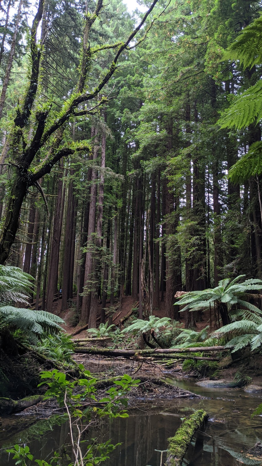 The Redwoods Otways | tourist attraction | Binns Rd, Beech Forest VIC 3237, Australia | 1300689297 OR +61 1300 689 297