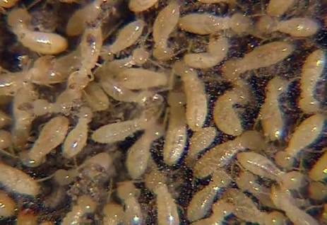 Slug A Bug pest solutions | home goods store | 4/32-36 Ridley Rd, Bridgeman Downs QLD 4035, Australia | 1800959663 OR +61 1800 959 663