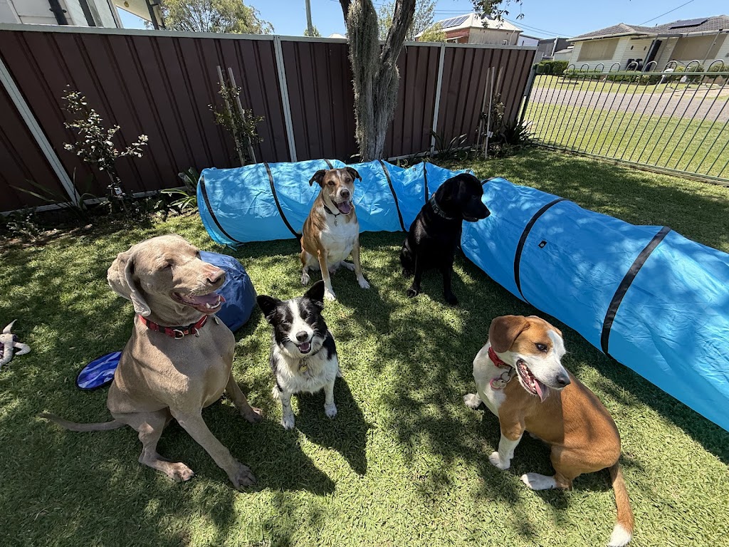 Pack Leader Dog Services | 15 Charlotte St, Holmesville NSW 2286, Australia | Phone: 0415 421 805