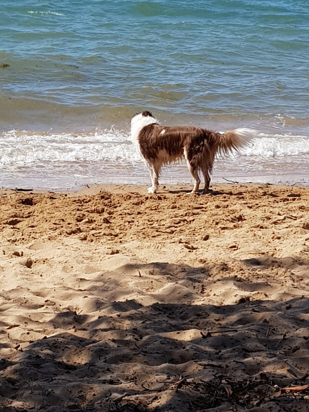 Raby Bay Foreshore Dog Off Leash Beach | Cleveland QLD 4163, Australia Raby Bay Foreshore Dog Off Leash Beach | Cleveland QLD 4163, Australia