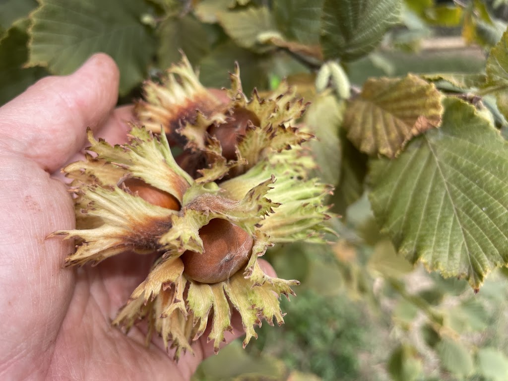 Glenlyon Blueberry Orchard | 18 Spring St, Glenlyon VIC 3461, Australia | Phone: 0484 183 686 Glenlyon Blueberry Orchard | 18 Spring St, Glenlyon VIC 3461, Australia | Phone: 0484 183 686