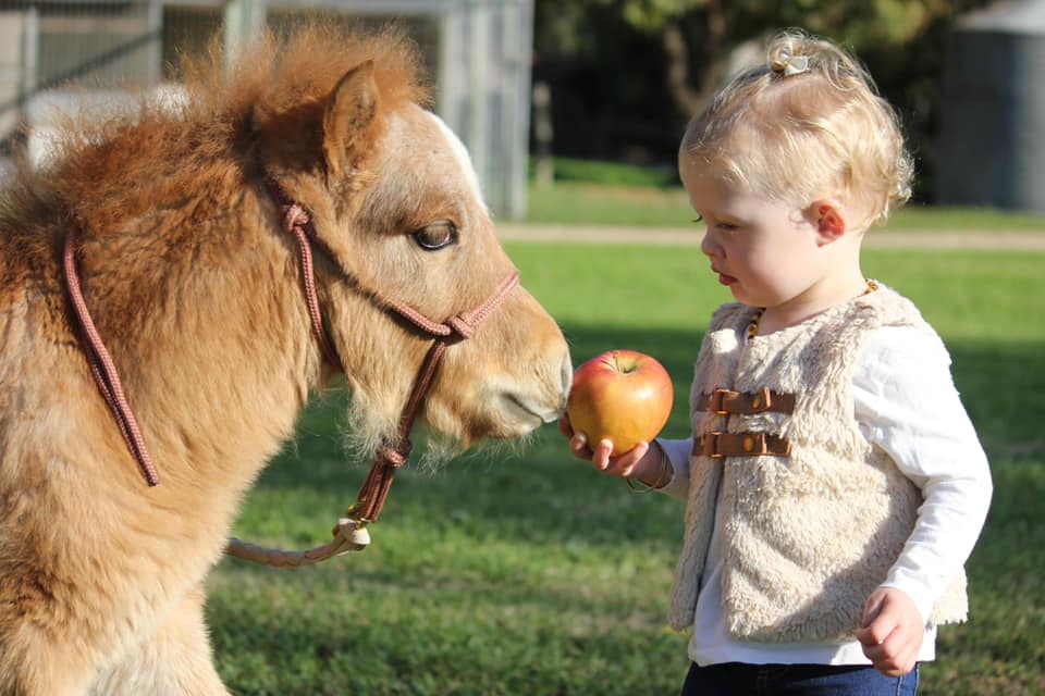 Fernbank Farm Horses Helping Humans & Mini Fun Times | 5735 Main S Rd, Wattle Flat SA 5203, Australia | Phone: 0418 846 700