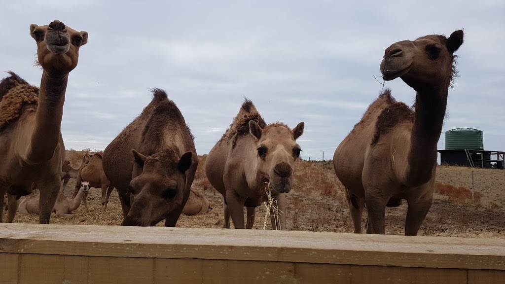 Robe Camel Farm - Humpalicious Camel Milk |  | 46 Roys La, Mount Benson SA 5275, Australia | 0423893541 OR +61 423 893 541