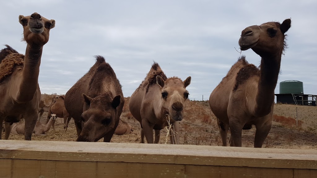 Robe Camel Farm - Humpalicious Camel Milk | 46 Roys La, Mount Benson SA 5275, Australia | Phone: 0423 893 541