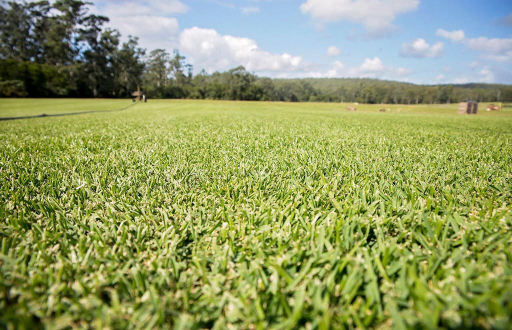 Agland Turf |  | 520 Dargavilles Rd, Nabiac NSW 2312, Australia | 0265502126 OR +61 2 6550 2126