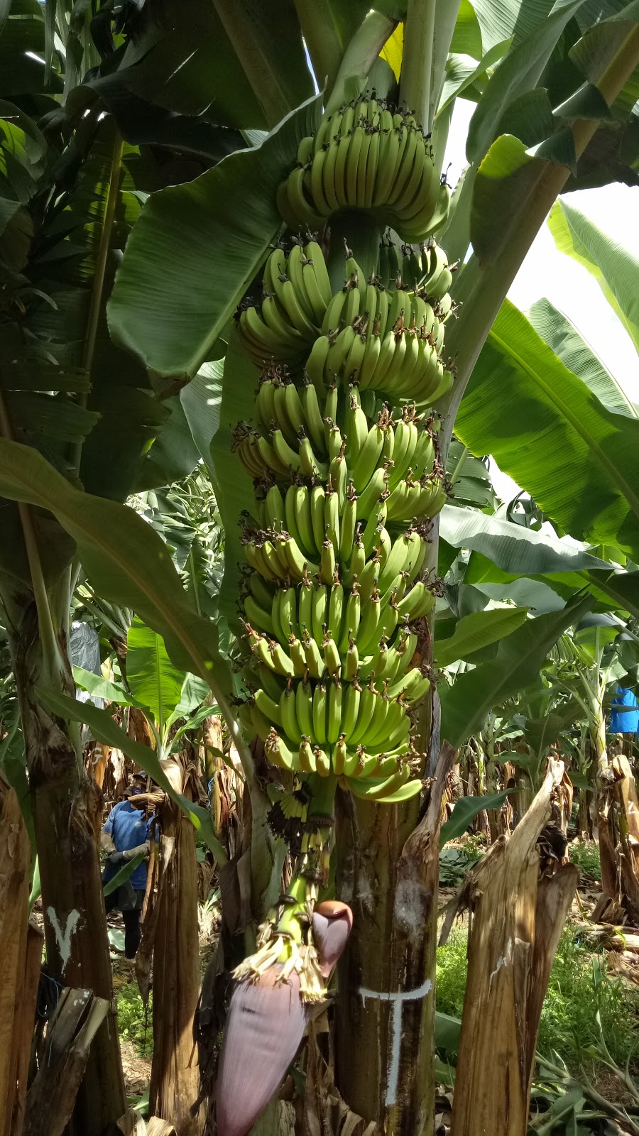 Banana Farm | S kaur and J singh Cowley creek, Bruce Hwy, Cowley QLD 4871, Australia | Phone: 0401 042 165