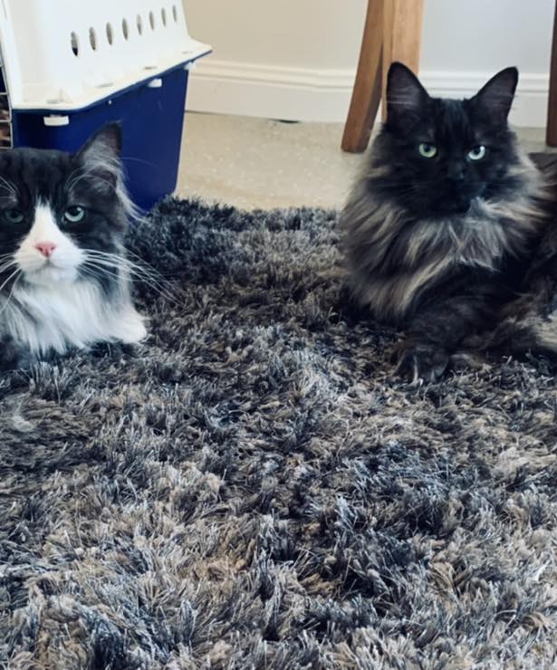 Stylish Whiskers Cat Grooming | Main, Kanmantoo SA 5252, Australia | Phone: 0429 344 975