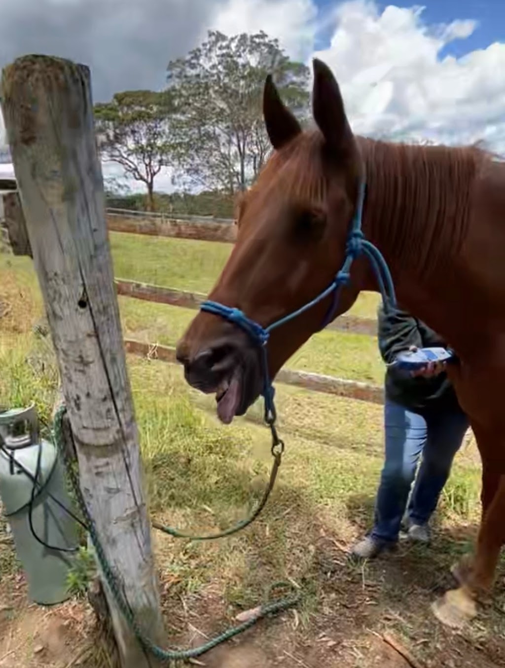 Brighton Park Boutique Agistment | 270 Bushells Ridge Rd, Wyee NSW 2259, Australia | Phone: 0411 113 045