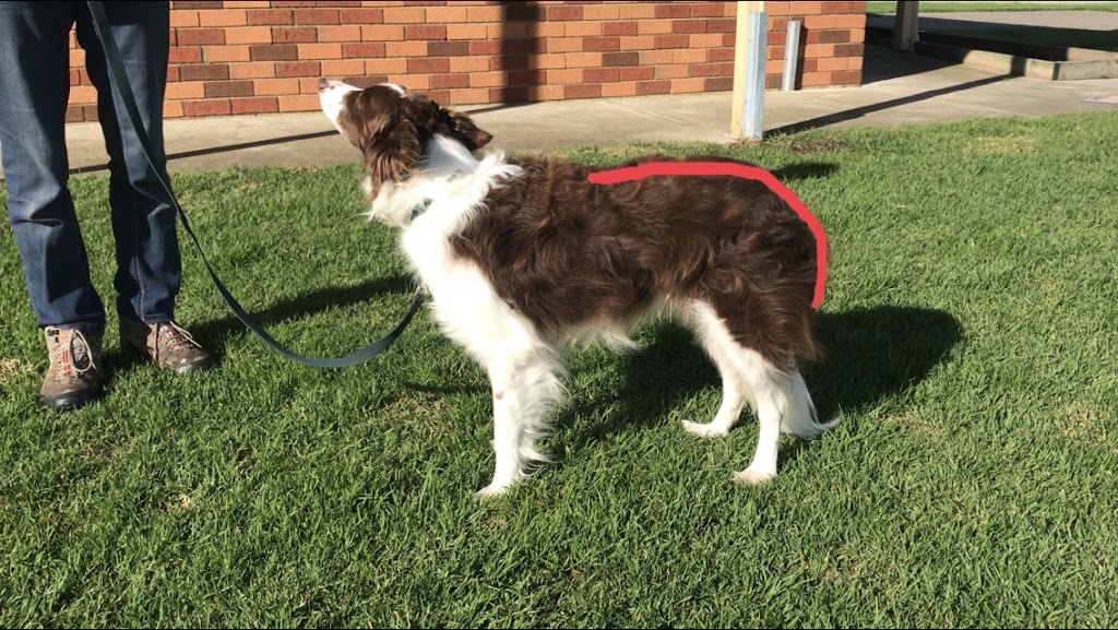 Canine Balance |  | 133 Railway Parade, Seaford VIC 3198, Australia | 0422597866 OR +61 422 597 866