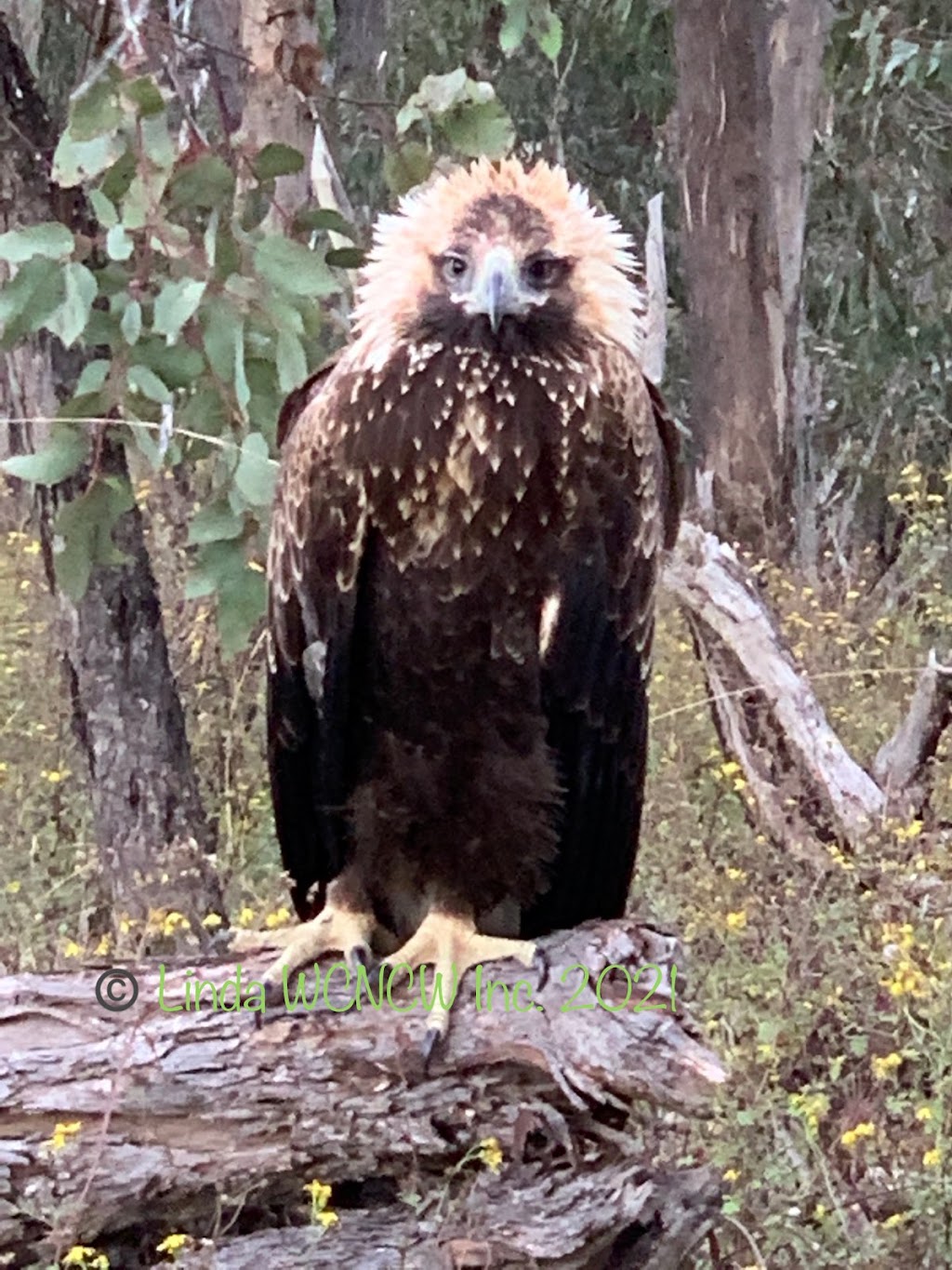 Wildlife Carers Network Central West | 104 Market St, Mudgee NSW 2850, Australia | Phone: 0408 966 228