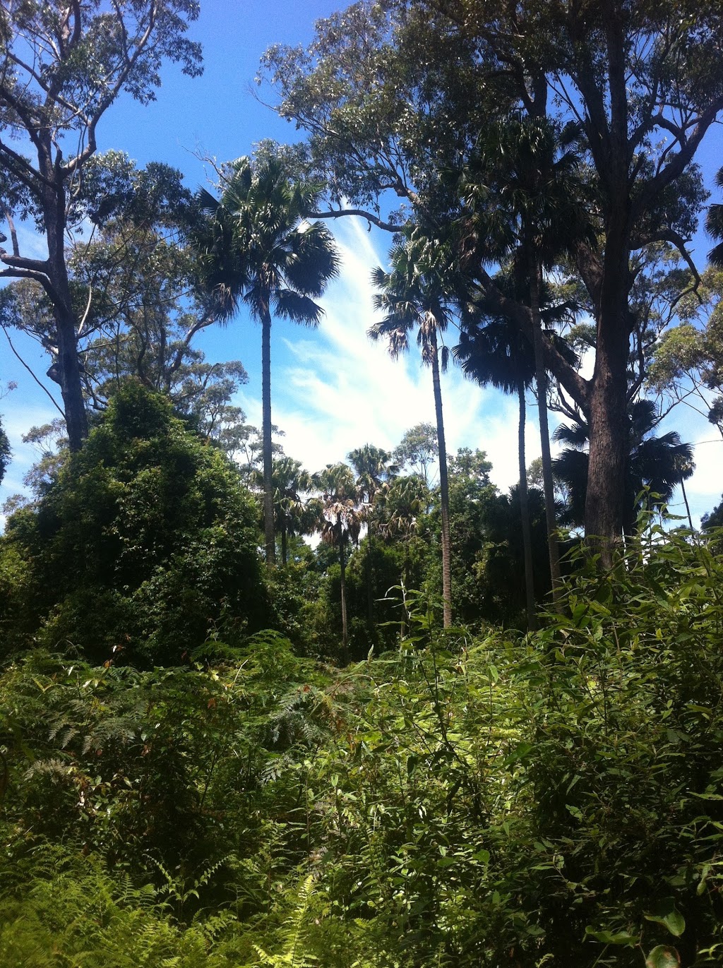 Cabbage Tree Creek Nature Conservation Reserve | park | Victoria, Australia