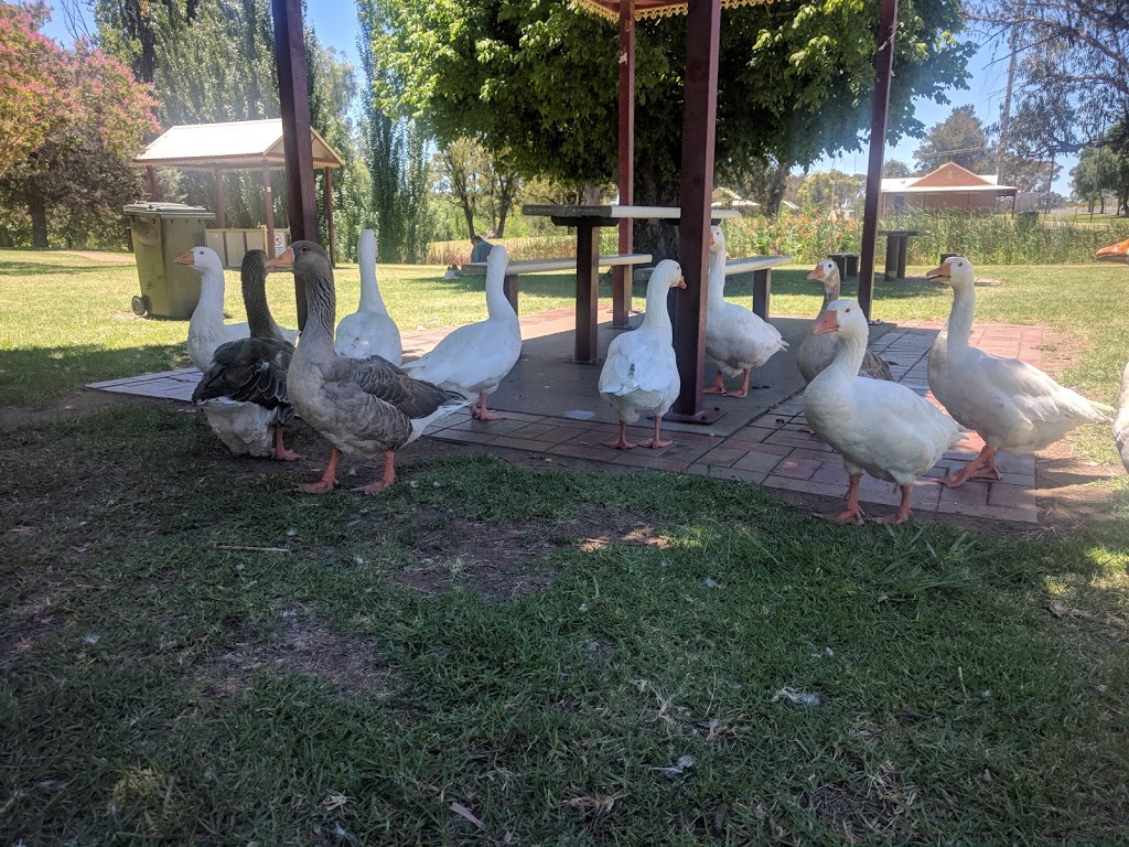 Neilson Park | park | Coonabarabran NSW 2357, Australia