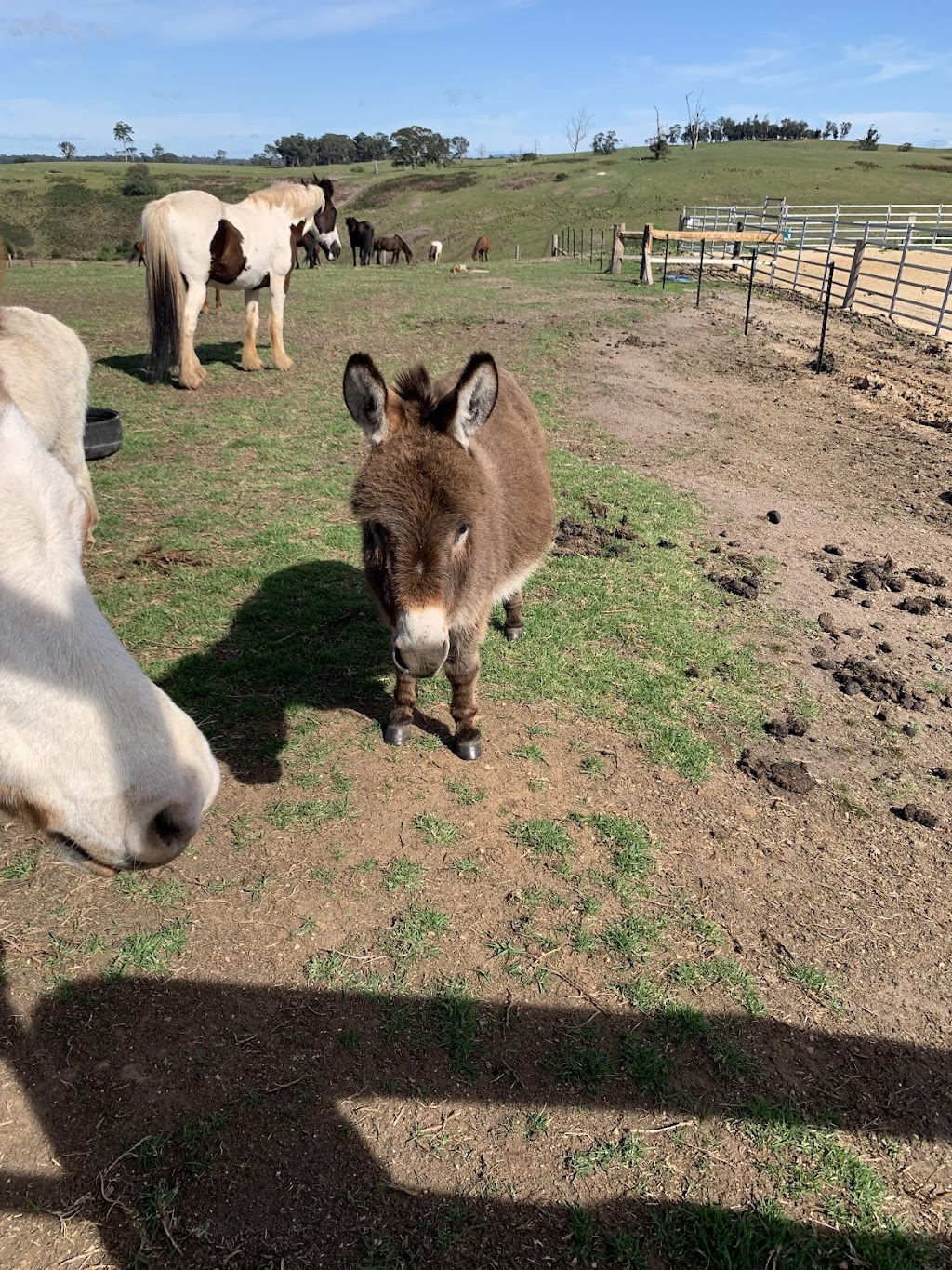 Lancaster’s Horse Rides | Lancaster Rd, Swan Reach VIC 3903, Australia | Phone: 0458 211 123
