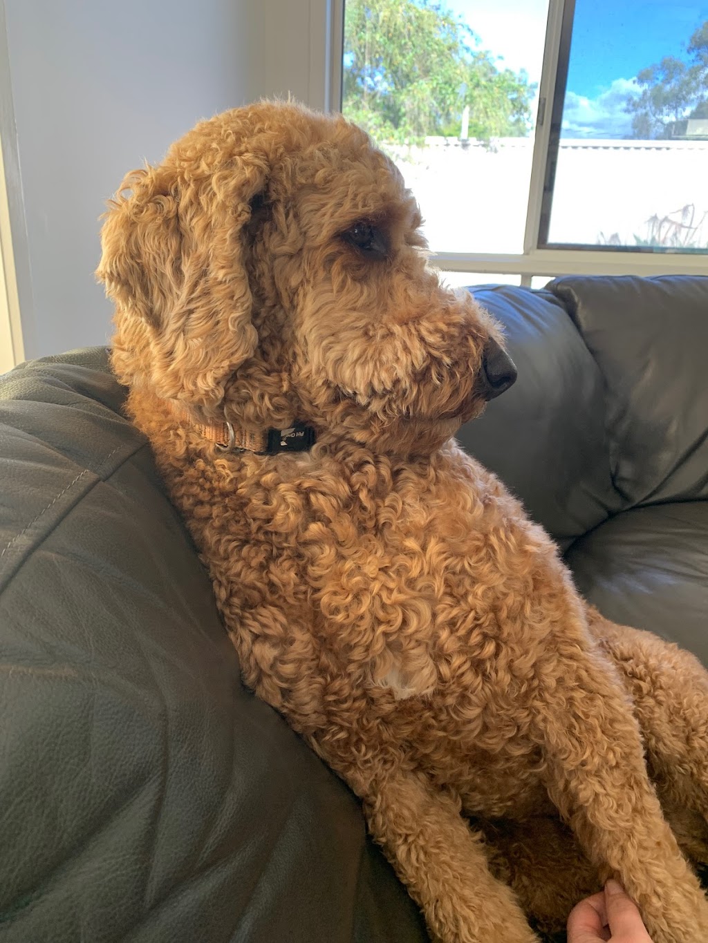 Perfection Pet Services | 15 Margaret St, Alexandra Hills QLD 4161, Australia | Phone: 0407 122 139