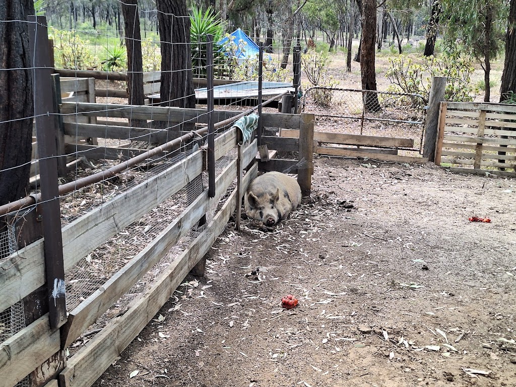 Ironstone Hill Activity Farm | Jackass Flat VIC 3556, Australia | Phone: (03) 4432 7371