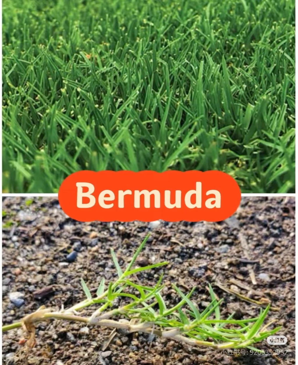 Best Turf | 20 Shelley Ave, Bundoora VIC 3083, Australia | Phone: 0412 098 002