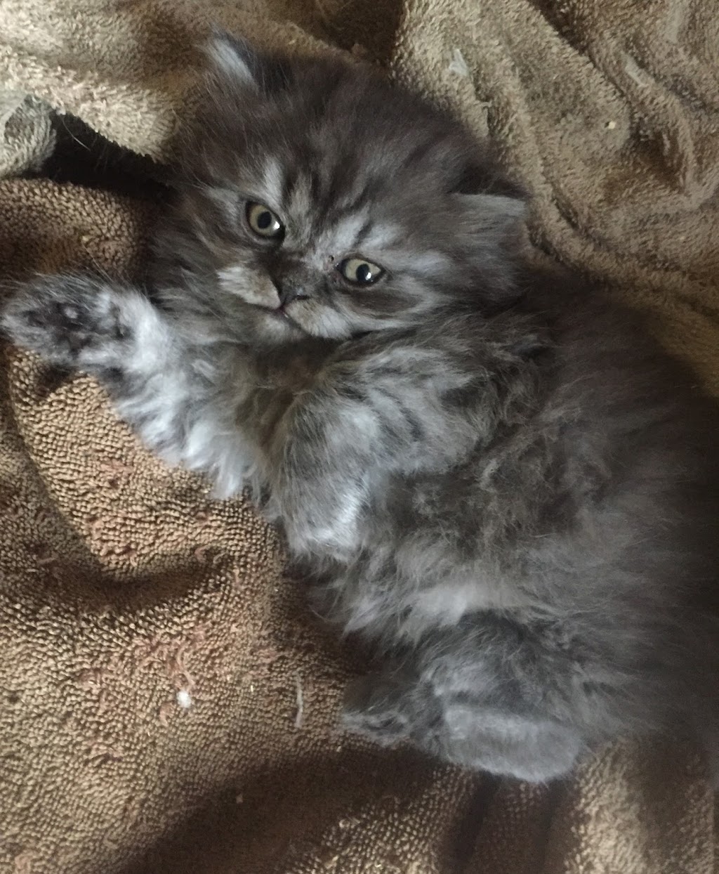 Salah British Shorthair Cattery | 15 Miles Rd, Bunyip VIC 3815, Australia | Phone: 0407 044 901