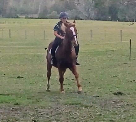 Ready To Ride Woollamia | 805 Falls Rd, Falls Creek NSW 2540, Australia | Phone: 0427 365 772