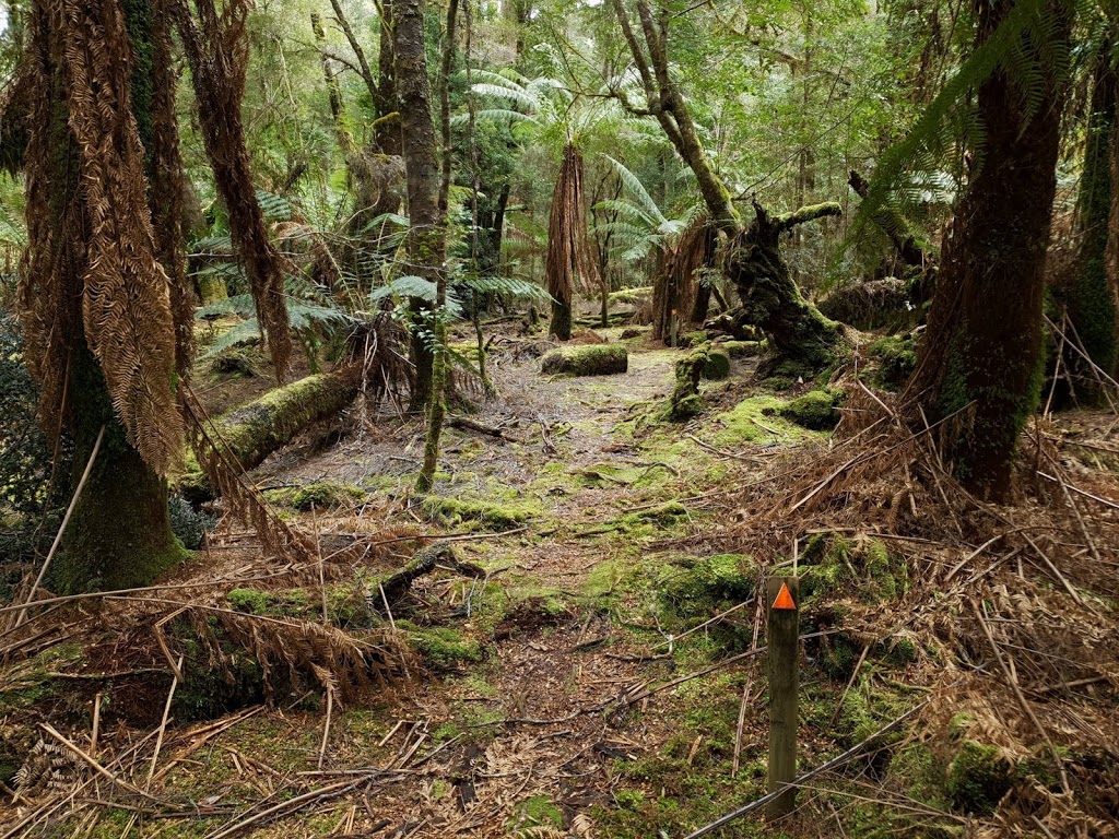 Julius River Rainforest Walk | park | South Arthur Forest Drive, West Coast TAS 7330, Australia