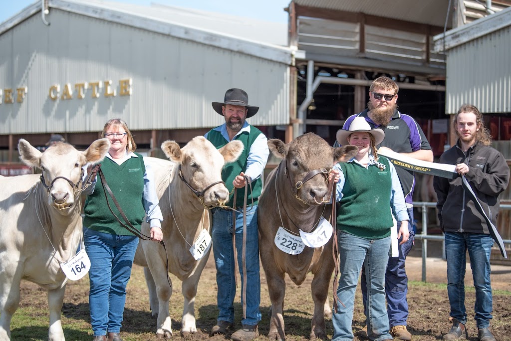 Eylwarra Sands Murray Grey Stud | 629 Walkington Hills Rd, Bangham SA 5268, Naracoorte SA 5271, Australia | Phone: 0428 767 061