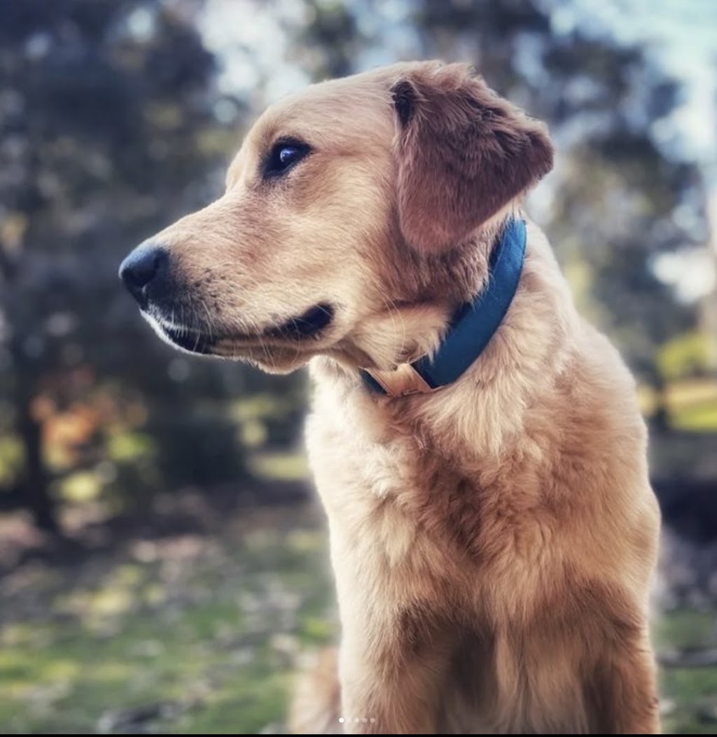 Maple Gardens Pet Sitting | 62 Glenburnie Ave, Heathcote Junction VIC 3758, Australia | Phone: 0430 497 420