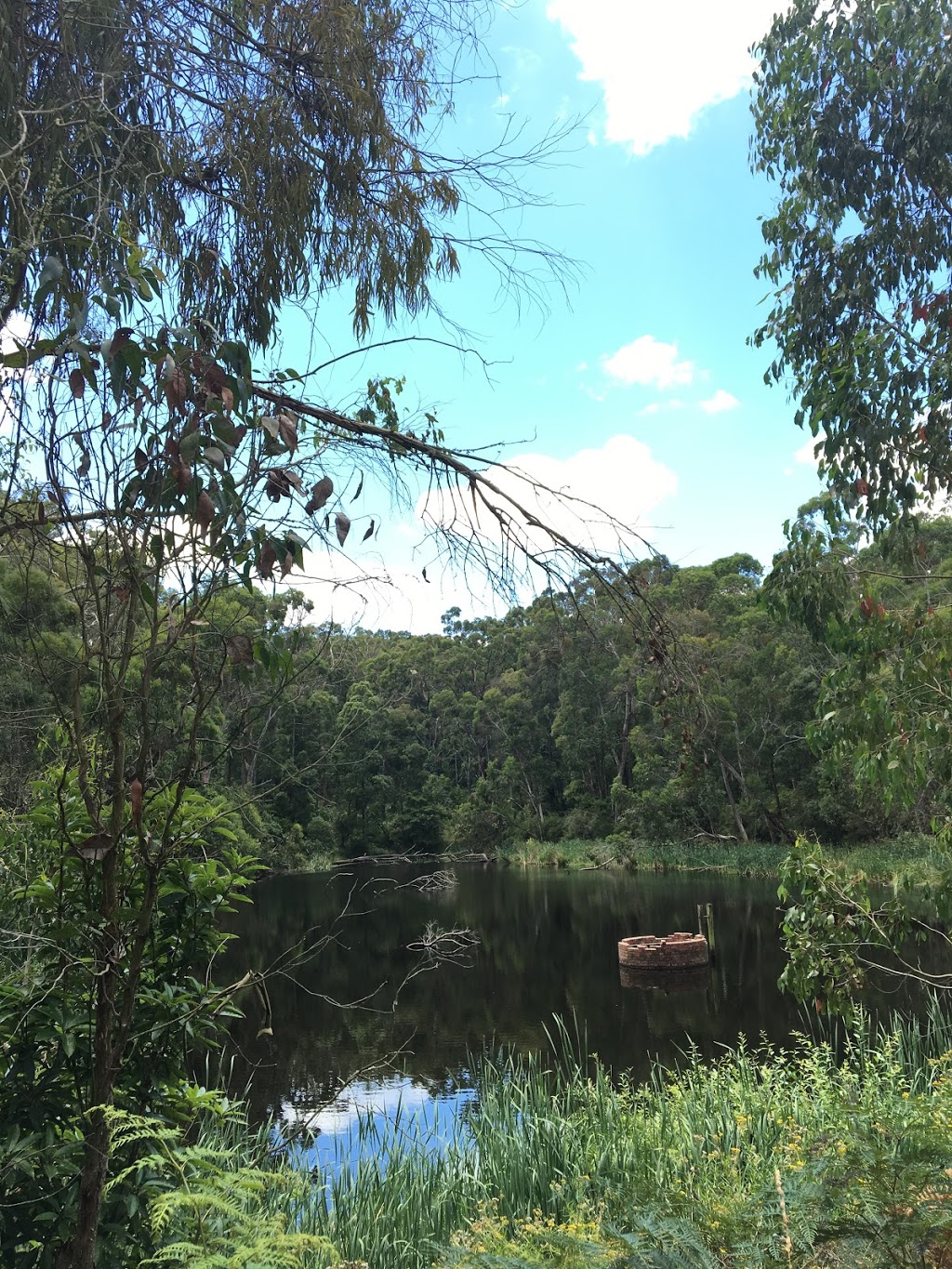 Henry Littledyke Reserve | park | 681 C434, Poowong VIC 3988, Australia