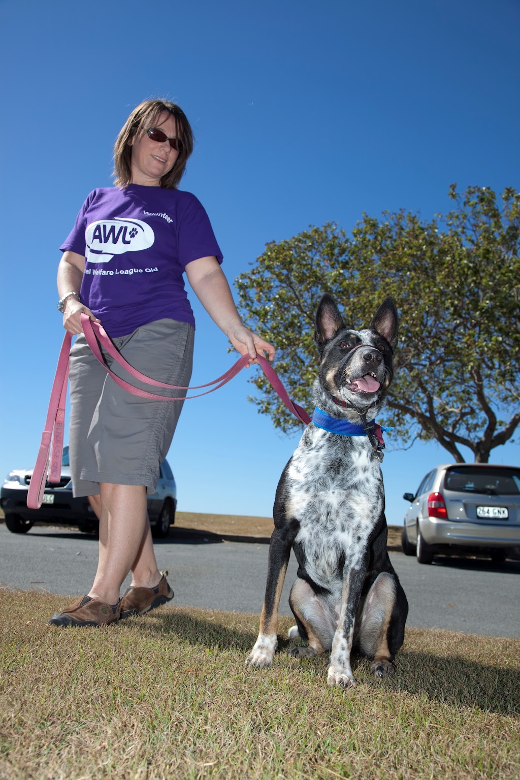 Animal Welfare League Qld | 6 Hooper St, West Ipswich QLD 4305, Australia | Phone: (07) 3059 7131