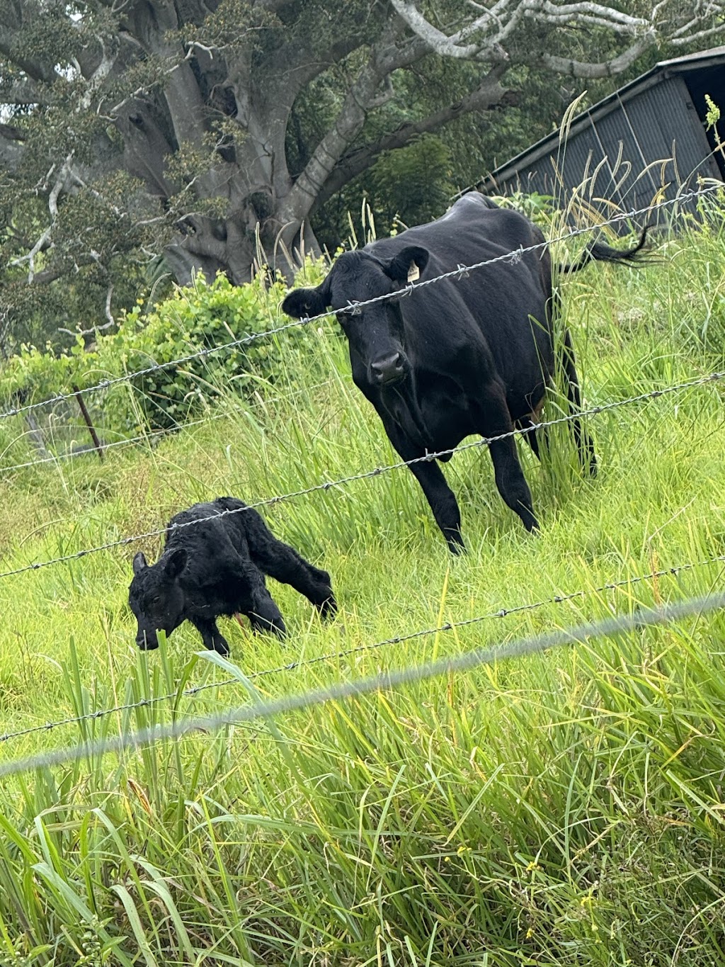Coodellil Farm | 160 Logans Crossing Rd, Logans Crossing NSW 2439, Australia | Phone: 0432 240 073