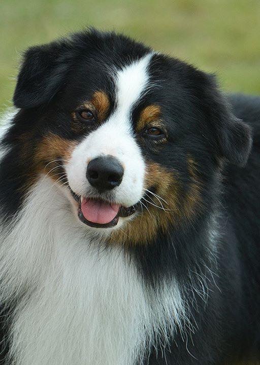 Artic Ivory Australian Shepherds | Micalago Rd, Michelago NSW 2620, Australia | Phone: 0412 915 984