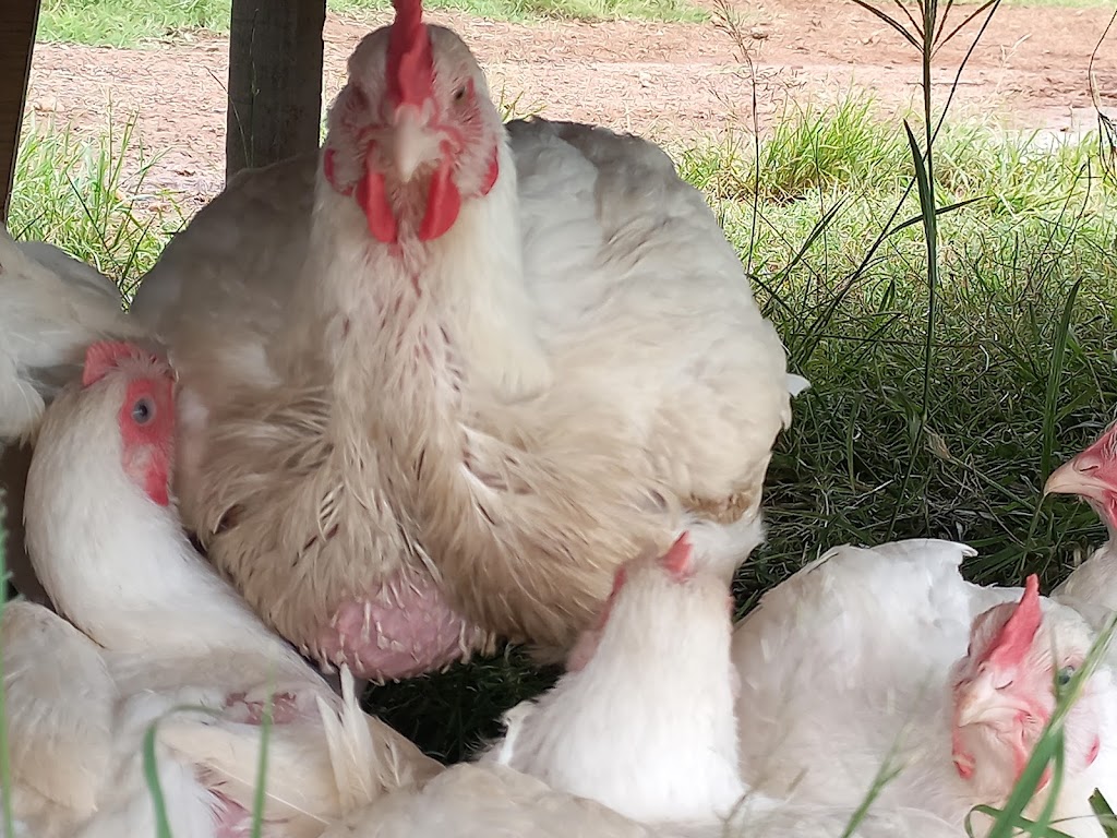 Mayers Well Poultry | 233 Jansens Rd, Mount Ossa QLD 4741, Australia | Phone: 0494 014 711