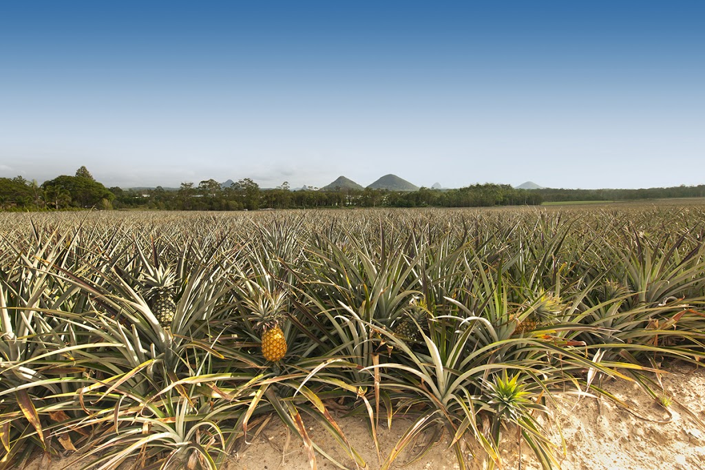 Piñata Farms | food | 382 Scurr Rd, Wamuran QLD 4512, Australia | 0754974295 OR +61 7 5497 4295