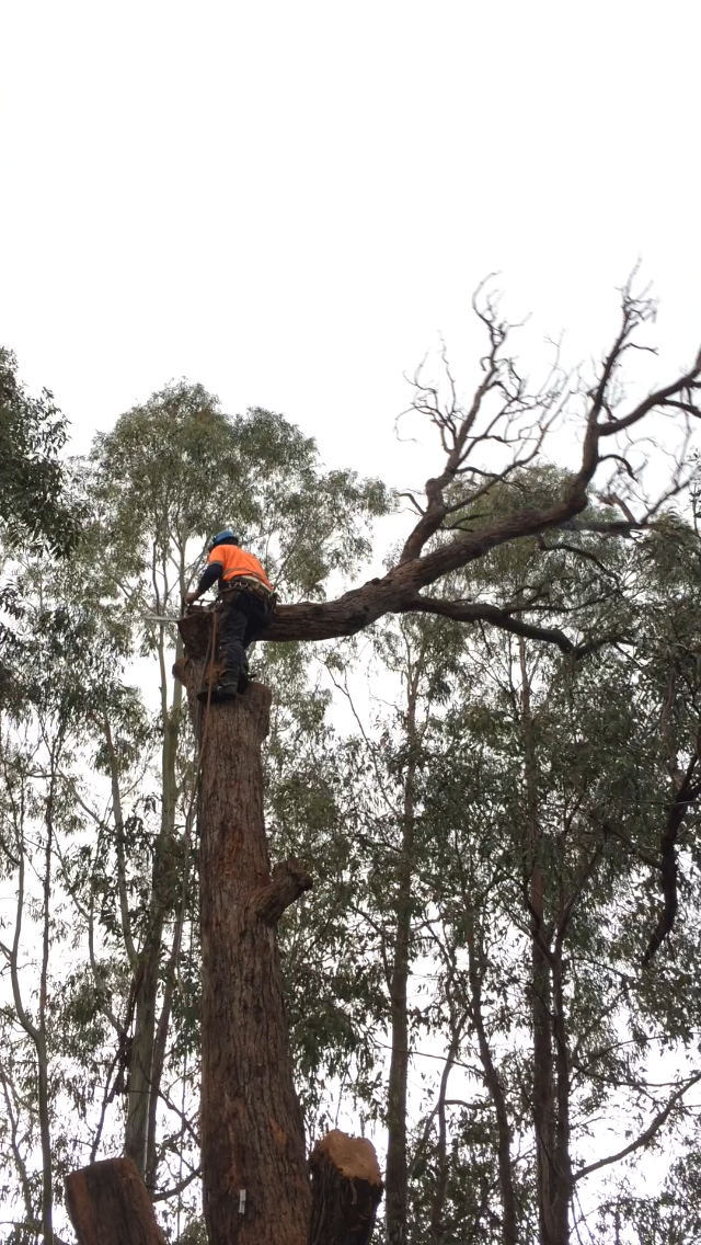 Grindaway Trees and Stumps | 7 Avril St, Scoresby VIC 3179, Australia | Phone: 0456 223 094