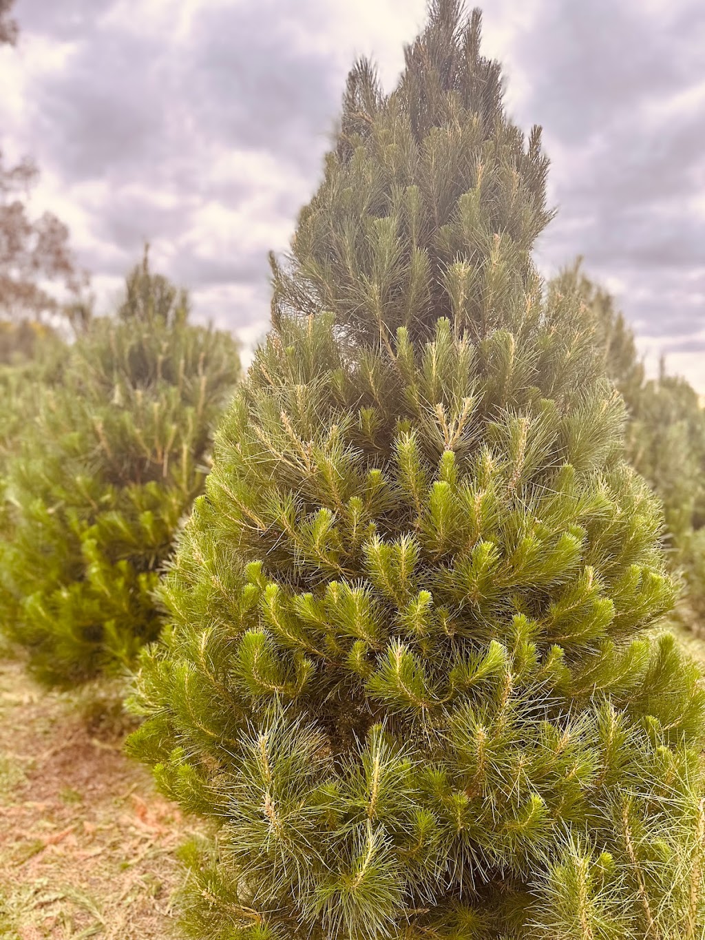 Hynds Pines Christmas Trees | 80 Currie Rd, Drouin South VIC 3818, Australia | Phone: 0438 118 342