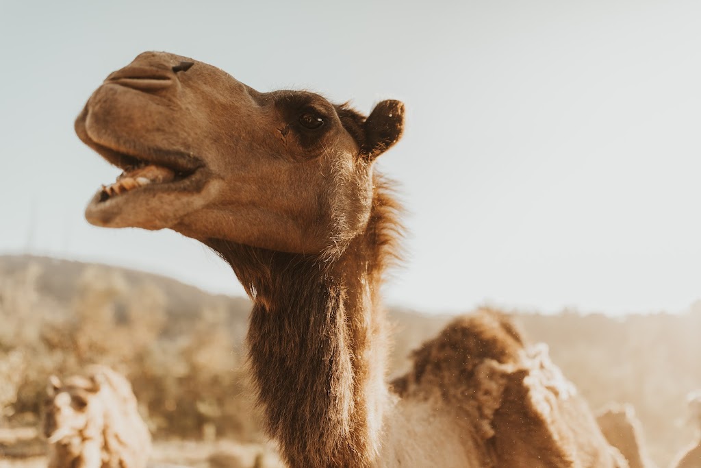 Canobolas Camels | tourist attraction | 96 Canobolas Rd, Orange NSW 2800, Australia | 0402999900 OR +61 402 999 900