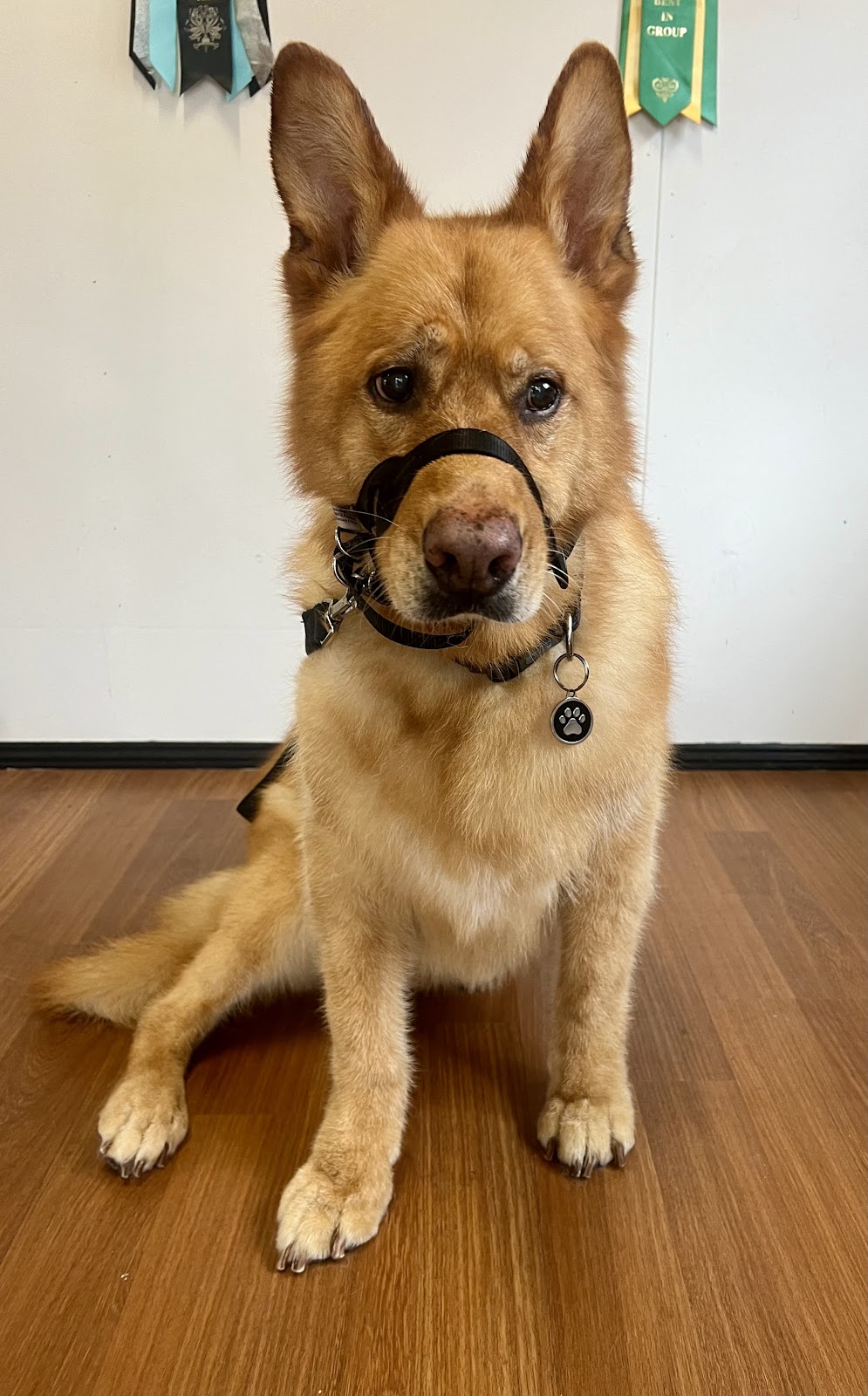 The Luxe Dog Grooming Salon | Remembrance Dr, Bargo NSW 2574, Australia | Phone: 0494 312 070