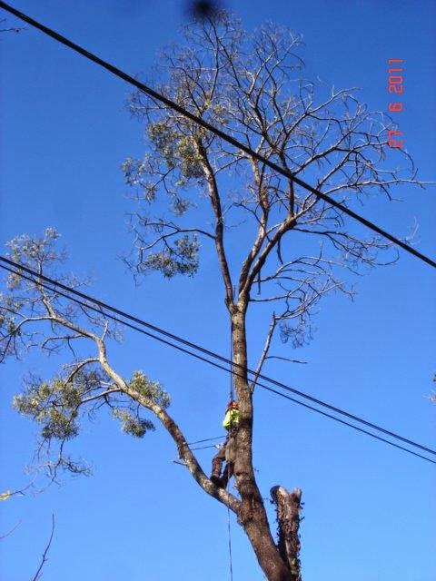 Rite Way Tree Services | 8 Bond St, Happy Valley SA 5159, Australia | Phone: 0404 039 123