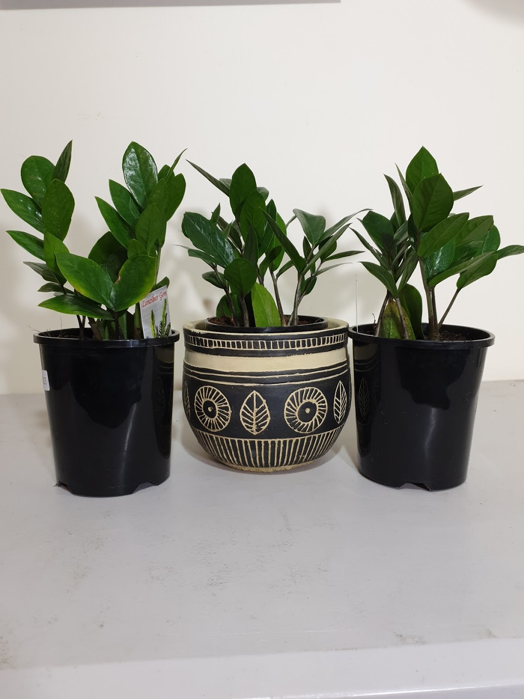 Plant Passion Au | store | 7 Lynott St, Horsham VIC 3400, Australia | 0406340829 OR +61 406 340 829