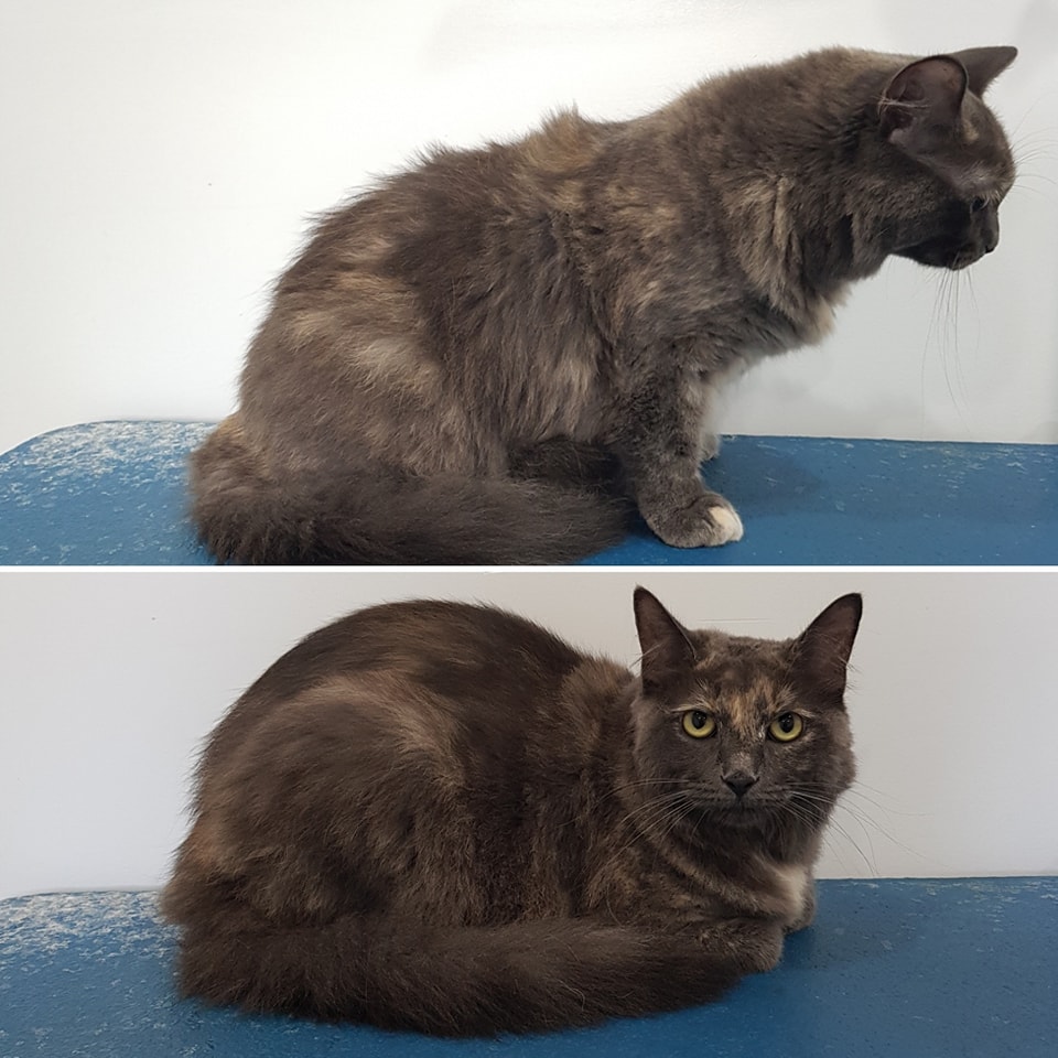 Nose 2 Tail | 11 Bindleys Rd, Mount Crosby QLD 4306, Australia | Phone: 0403 159 571