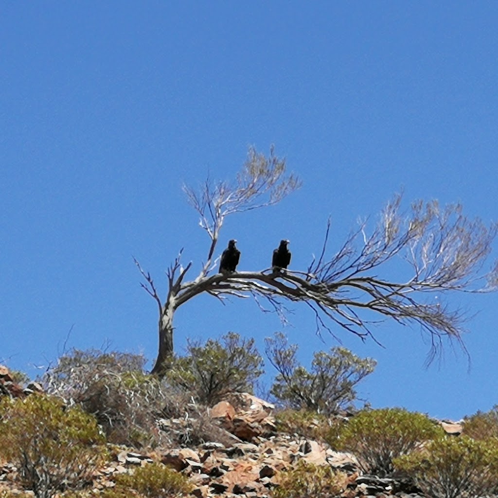 Witchelina | tourist attraction | Mulgaria Rd, Farina SA 5731, Australia | 1300366191 OR +61 1300 366 191