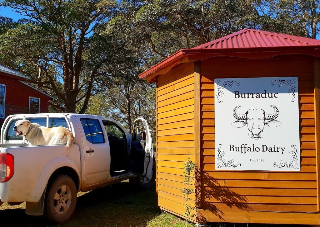 Burraduc Buffalo |  | 2015 The Lakes Way, Mayers Flat NSW 2423, Australia | 0416027683 OR +61 416 027 683