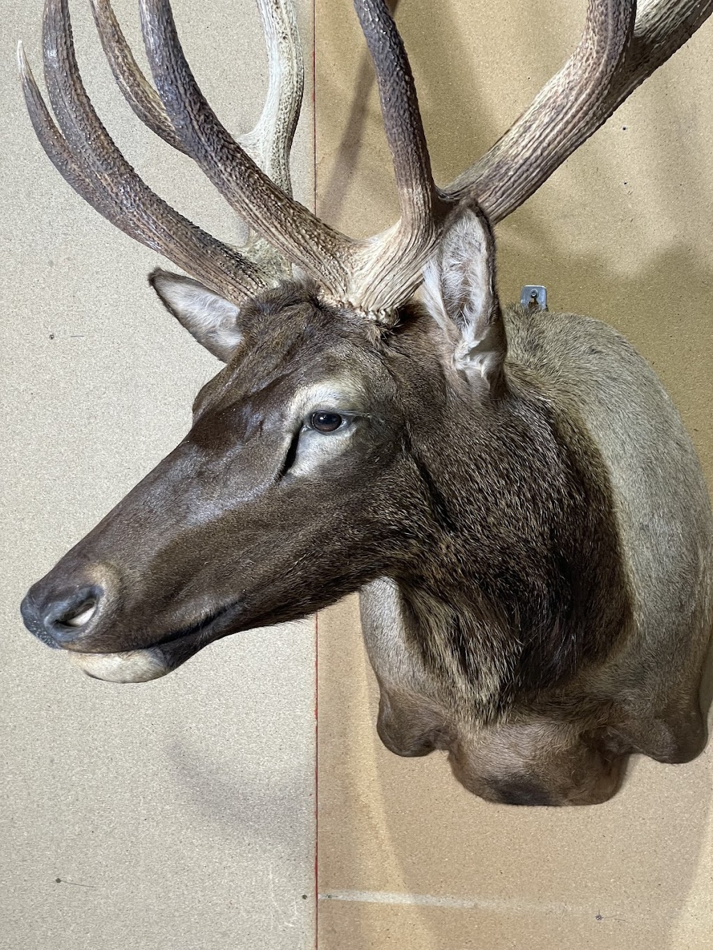 Murray valley Taxidermy | 1922 Burrowye Rd, Koetong VIC 3704, Australia | Phone: 0417 405 176