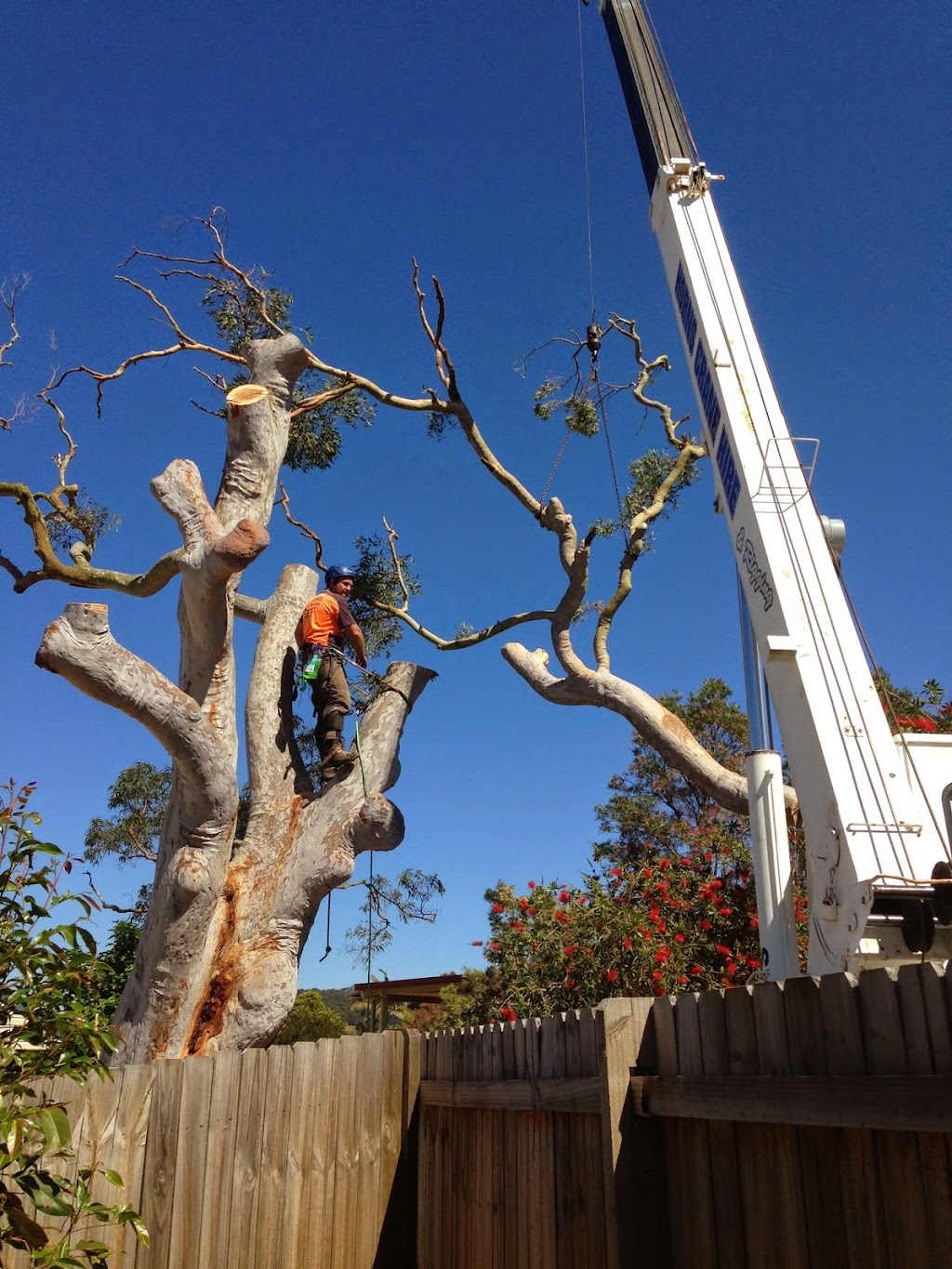 Ultimate Tree Care | 74 Bottlebrush Dr, Glenning Valley NSW 2261, Australia | Phone: 1800 883 572