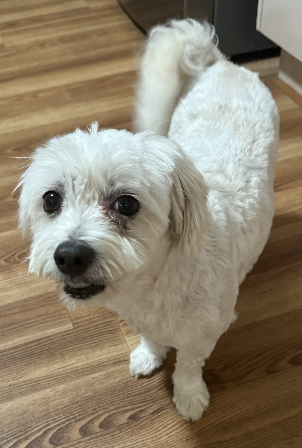 Precious Little Paws | 33 Peugeot Dr, Ingleburn NSW 2565, Australia | Phone: 0425 301 880