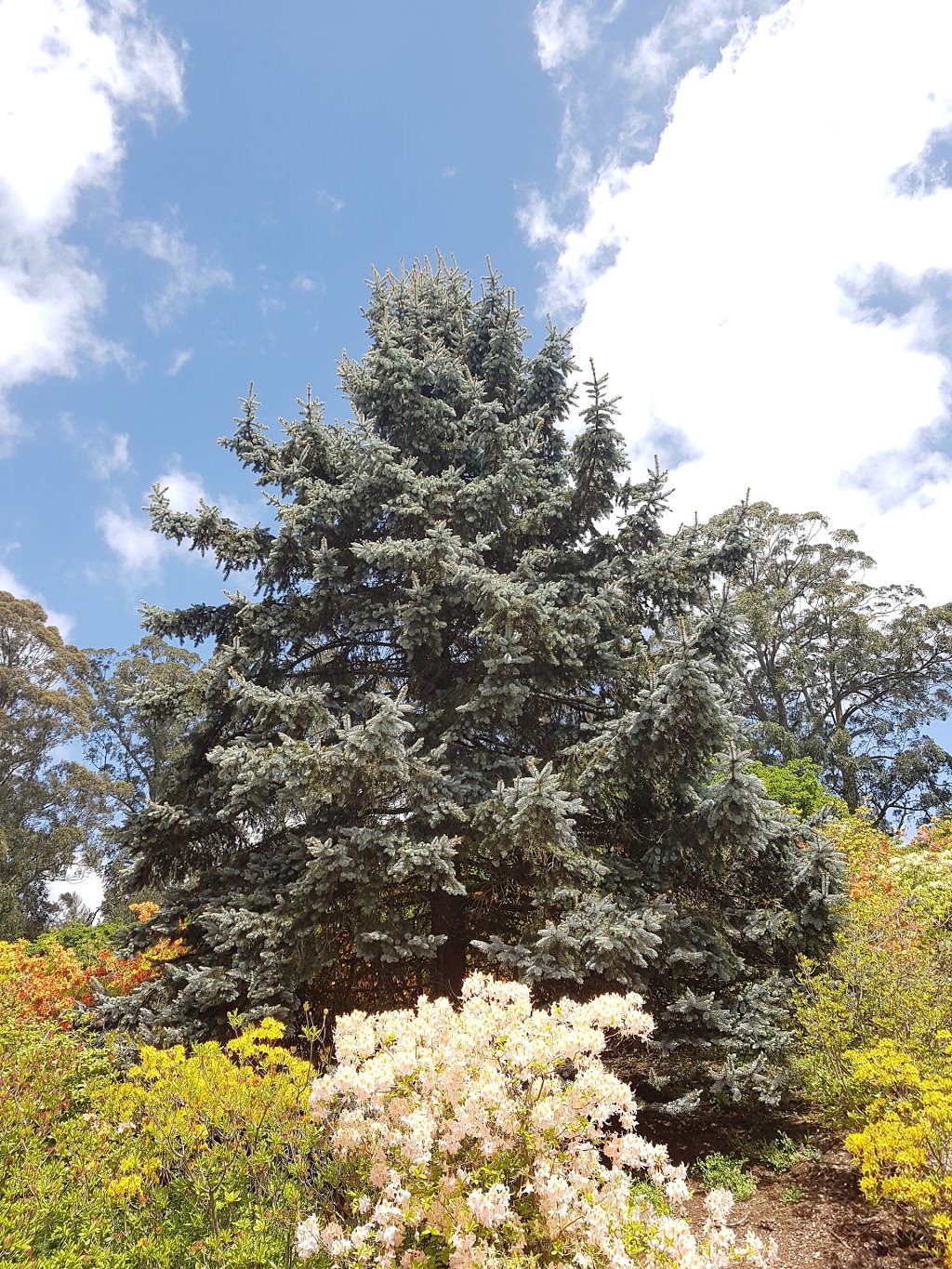 National Rhododendron Garden | park | Olinda VIC 3788, Australia