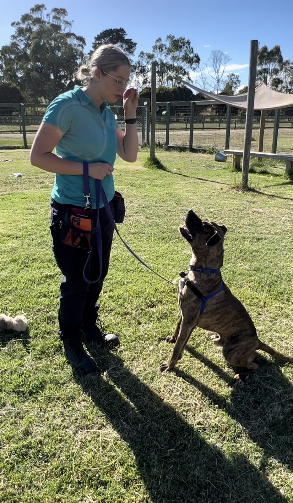 Perfect Paws Behaviour Solutions | Seville Community Hall, 590/602, B380, Warburton Hwy, Seville VIC 3139, Australia | Phone: 0479 151 920