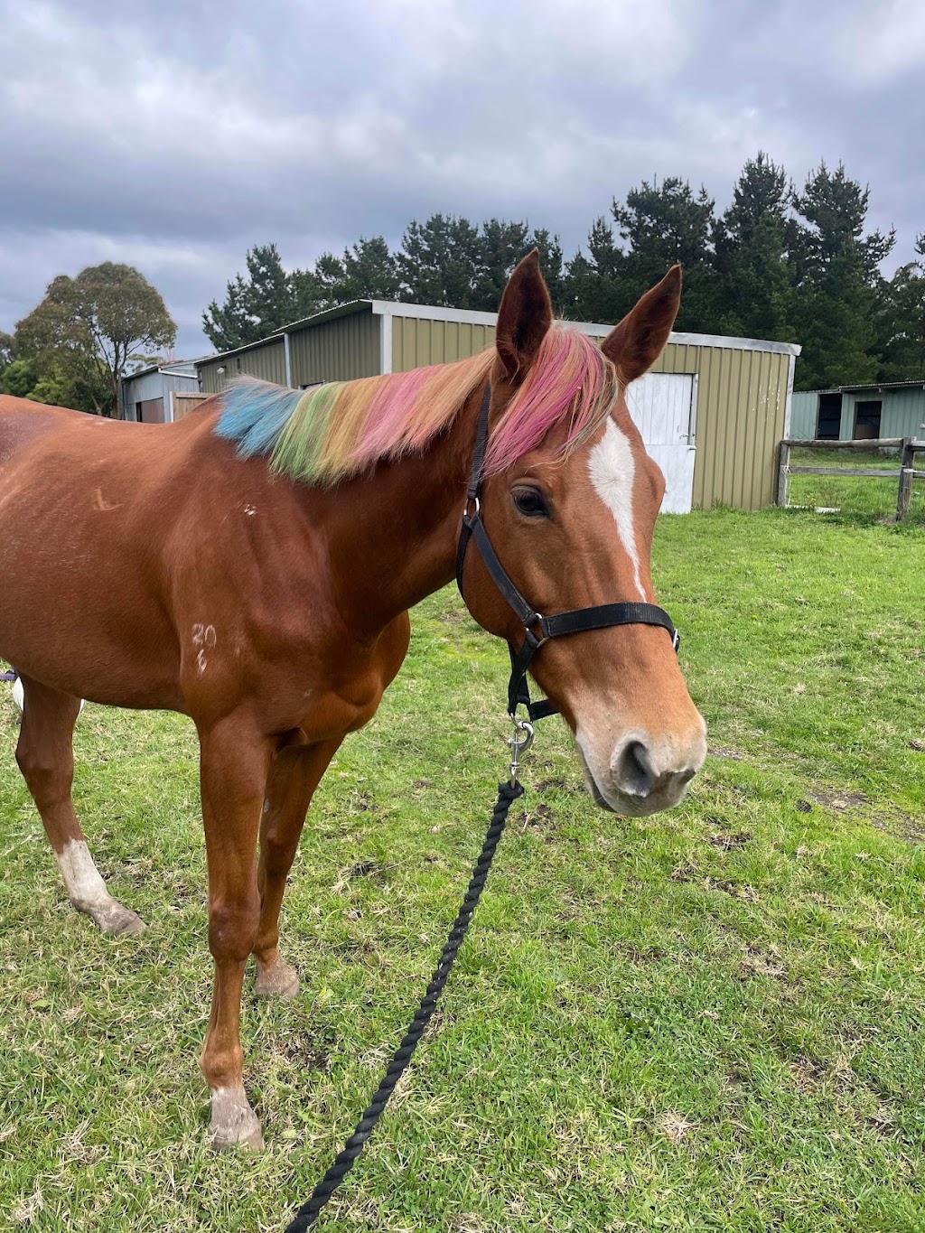 ME Animal Assisted Wellness | 214 Eramosa Rd W, Moorooduc VIC 3933, Australia | Phone: 0416 122 946